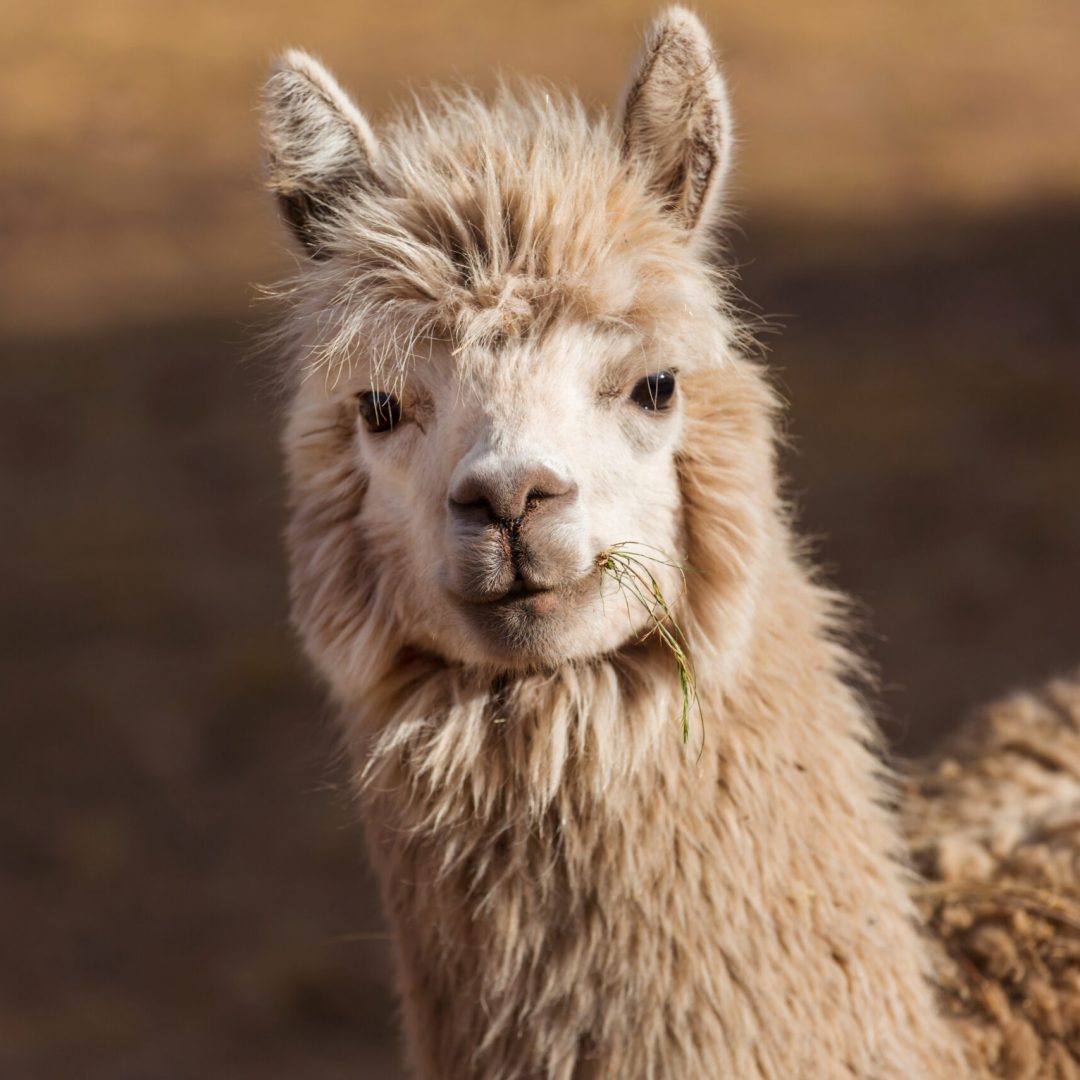 Llama in remote area of Argentina